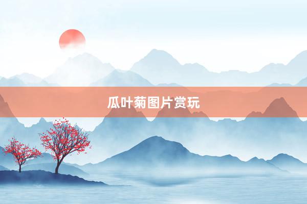瓜叶菊图片赏玩
